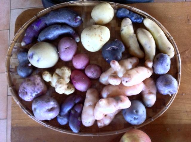 16 February 2011 à 14h56 - Belle palette de couleurs ces pommes de terre!